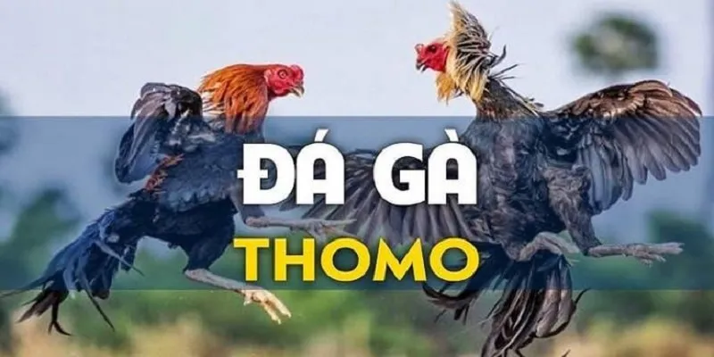 Đá gà trực tiếp Thomo hỗ trợ làm giàu nhanh hơn