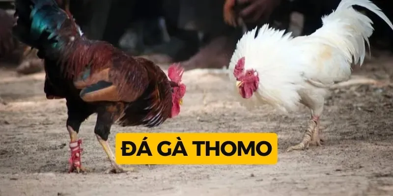 Đá gà trực tiếp Thomo