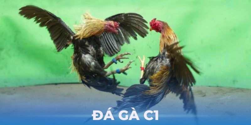 Trực tiếp đá gà C1